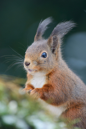 Eichhörnchen - Foto, Druck, Poster, Leinwand